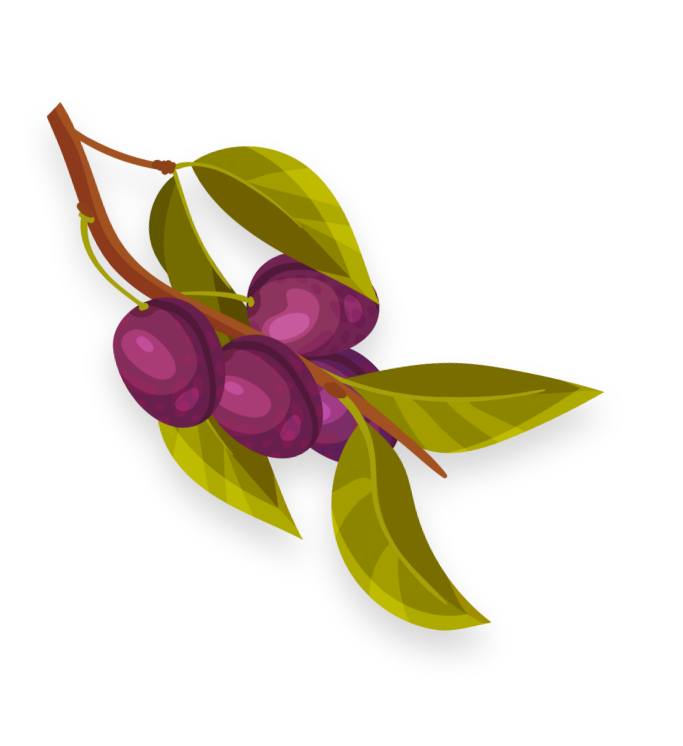 Illustration of a branch with several purple plums and green leaves against a plain background.