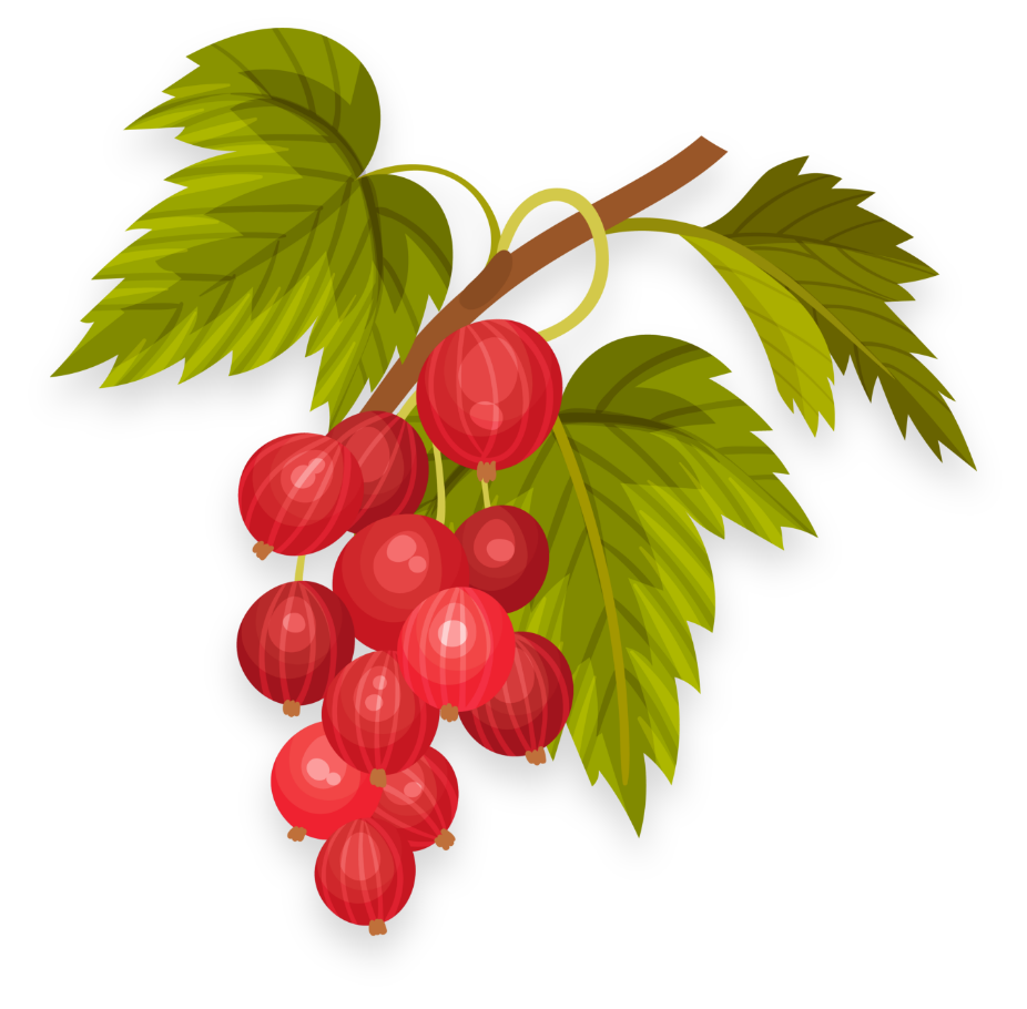 Illustration of a small branch with several clusters of shiny red currants and green leaves against a plain background. The currants appear fresh and glossy, with vibrant colors.