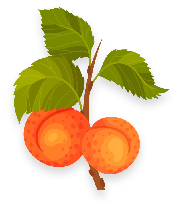 Illustration of two ripe apricots with orange speckled skin on a branch, accompanied by vibrant green leaves against a black background.