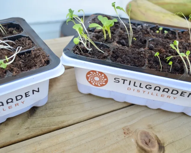 Seedlings growing in small plastic trays on a wooden surface, with "Stillgarden Distillery" printed on the trays. Some seedlings are green and sprouting, while others appear wilted.