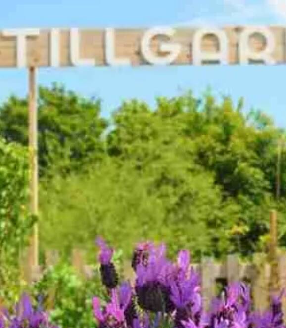 Purple flowers in the foreground with a wooden sign partially reading "TILLGAR" in the background. Lush green trees are visible under a clear blue sky.