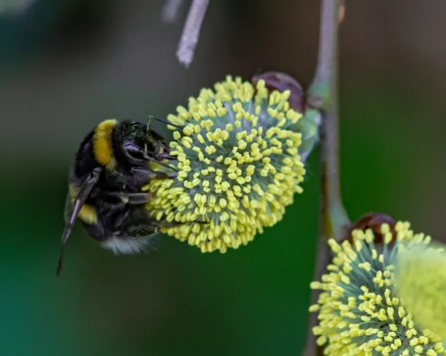 A bee collecting pollen from a fuzzy, yellow flowering plant. The bee's wings are slightly blurred, indicating movement. The background is a soft, blurred green, highlighting the detailed textures of the bee and the flower.