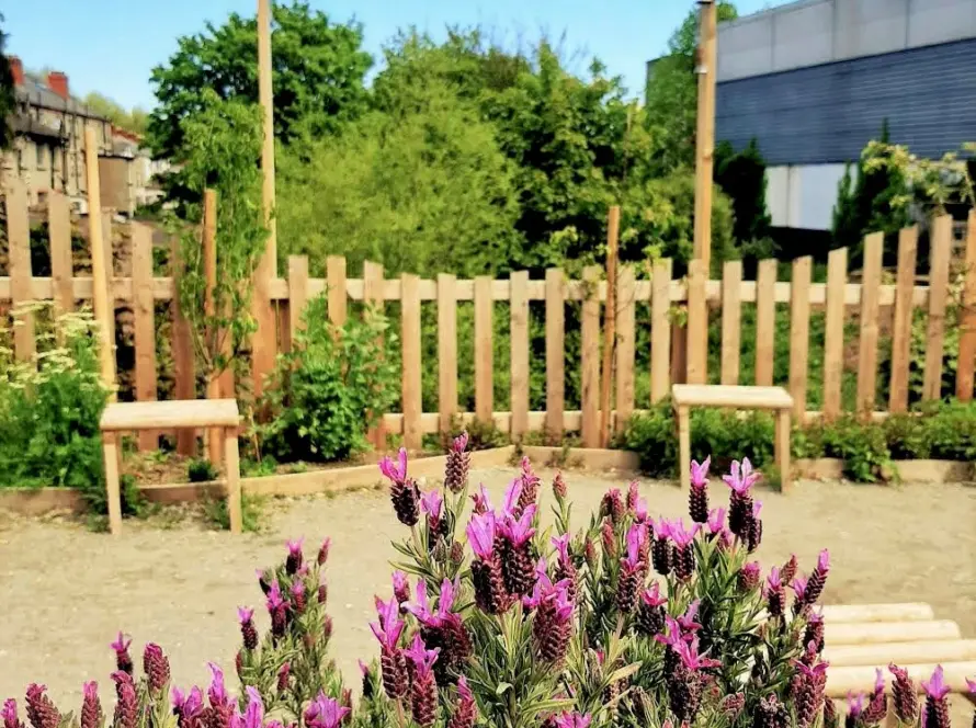 A garden area with a wooden fence and a sign reading "STILLGARDEN" in the background celebrates International Women's Day. Lavender plants with vibrant purple flowers are in the foreground, while trees and a building provide a peaceful backdrop.